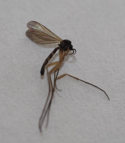 Orfelia nemoralis